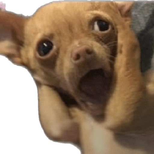 Perros chistosos 2.1 5
