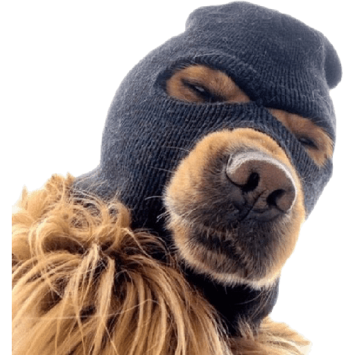 Perros chistosos 2.1 3