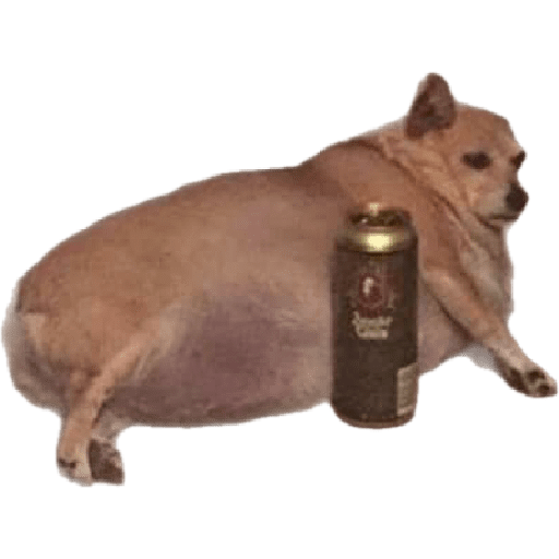 Perros chistosos 2.1 7