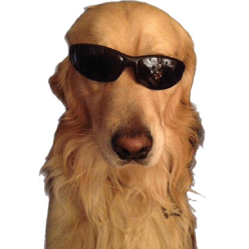 Perros chistosos 2.1 2