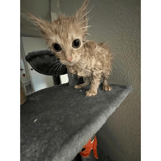Gatinhos fofos 20