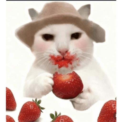 Papas Gatito 22