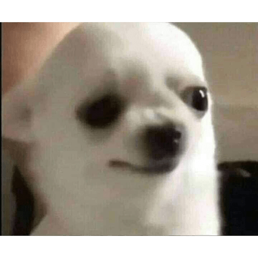 Perritos chistosos  4