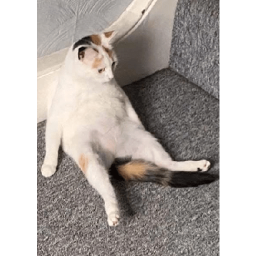 Gatinhos fofos 22
