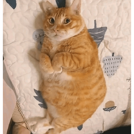 Gatinhos fofos 19