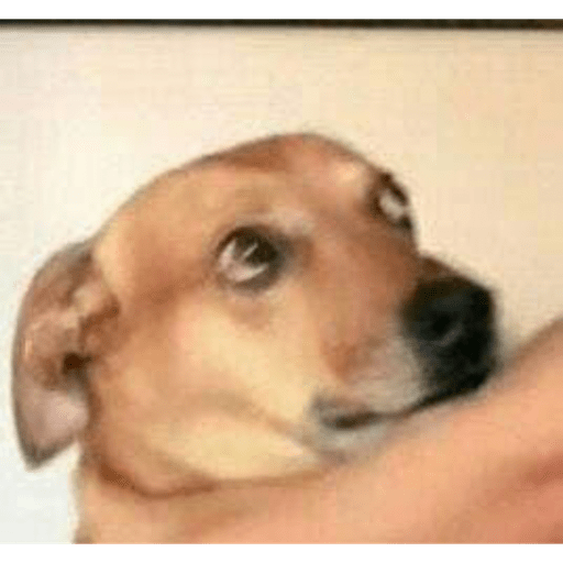 Perritos chistosos  1