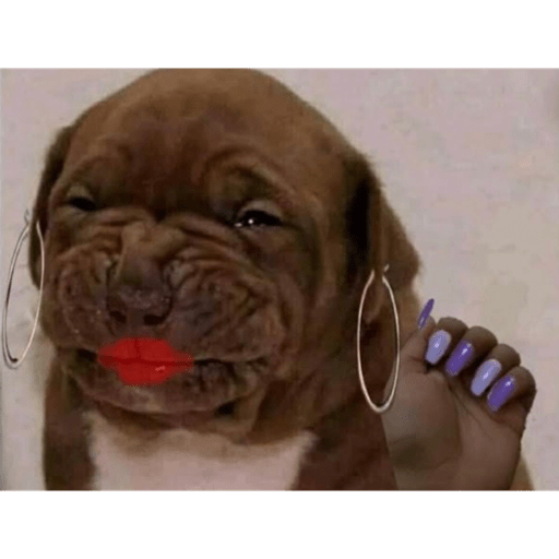 Animalitos 2.0 11