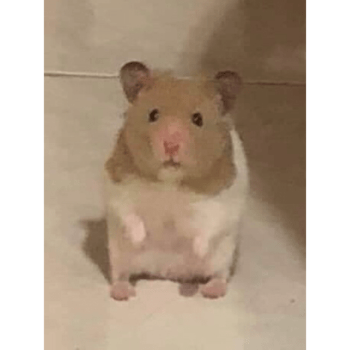 Animalitos 2.0 2
