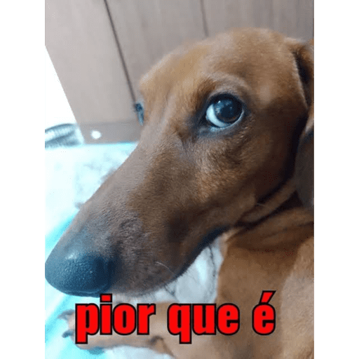 Dog frases 1