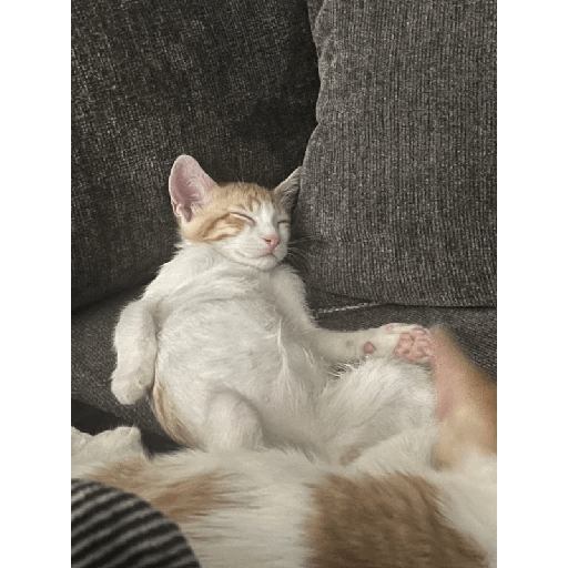 Gatinhos fofos 21