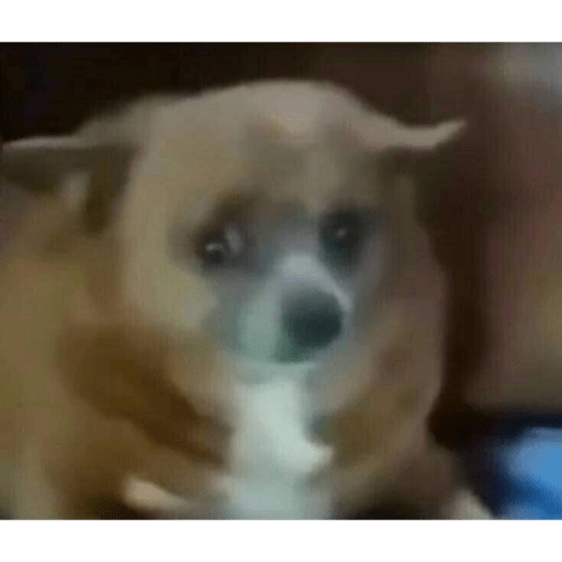 Perritos chistosos  8