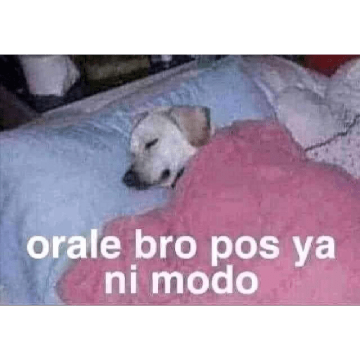 Vivan los novios 15