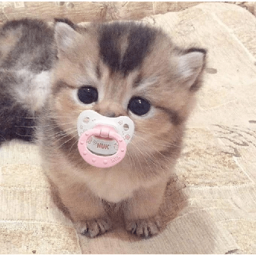 Gatinhos fofos 28
