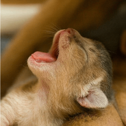 Gatinhos fofos 24