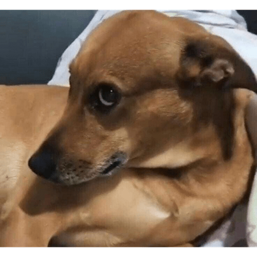 Perritos chistosos  9