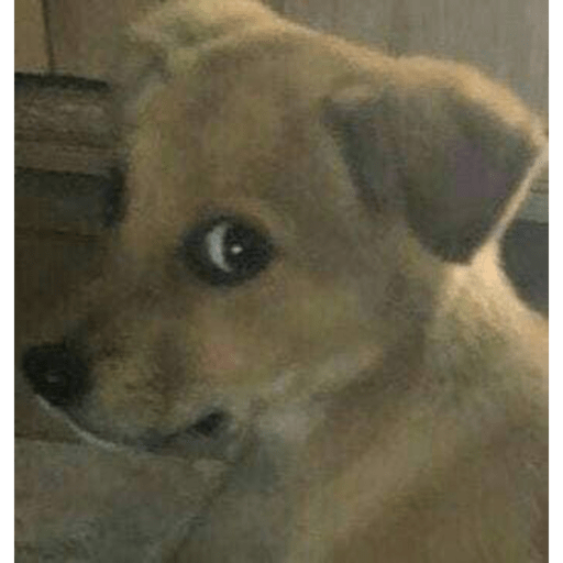 Perritos chistosos  6