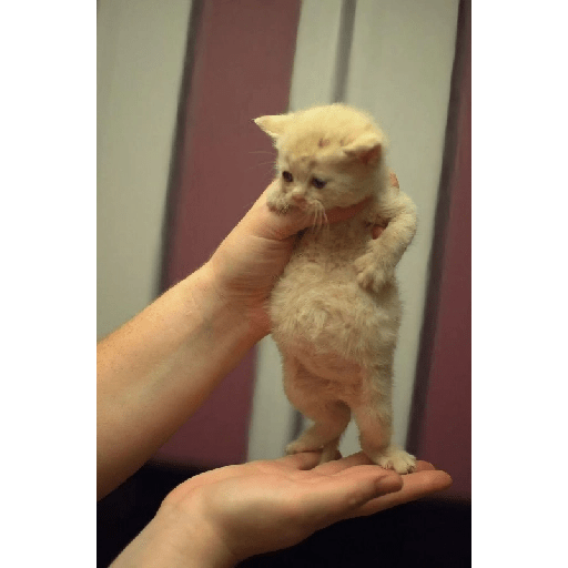 Gatinhos fofos 25