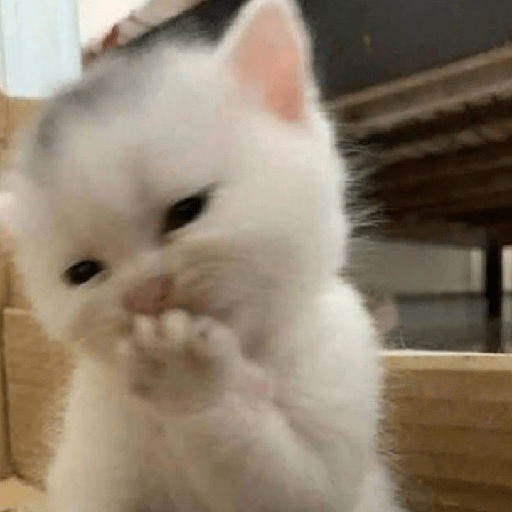 Kucing salting 2