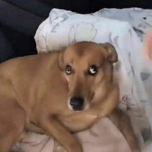 Perritos chistosos  12
