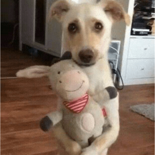 Perritos chistosos  10