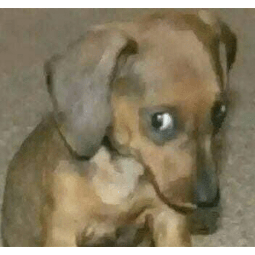 Perritos chistosos  5