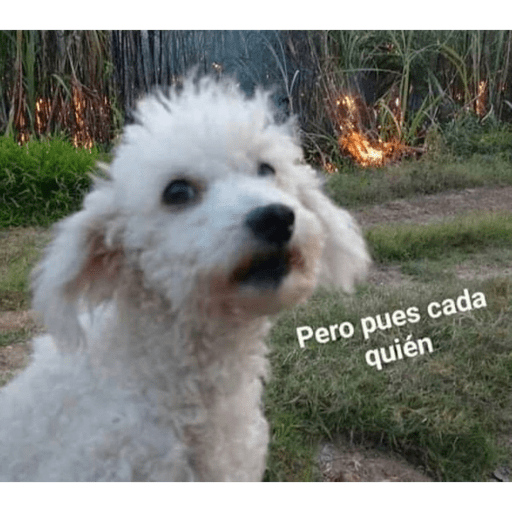 Animalitos 2.0 8
