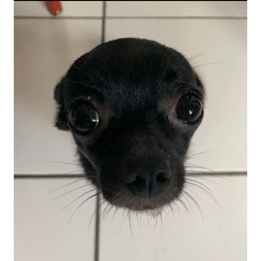 Gatinhos fofos 13