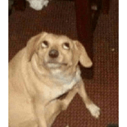 Perritos chistosos  2