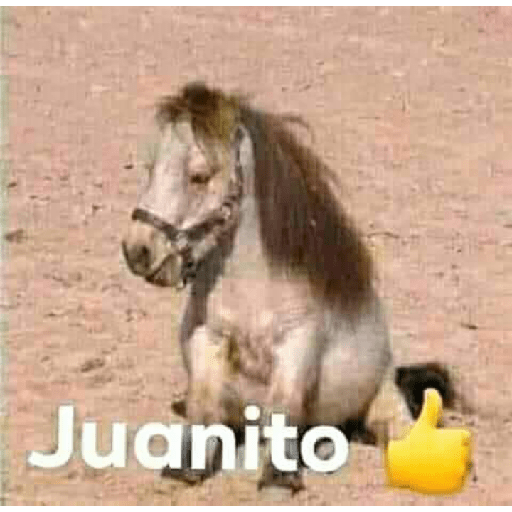 Vivan los novios 17