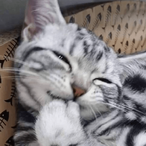 Kucing salting 1