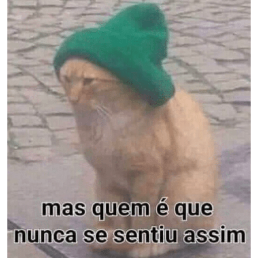 Gatinho fofoqueiro 11