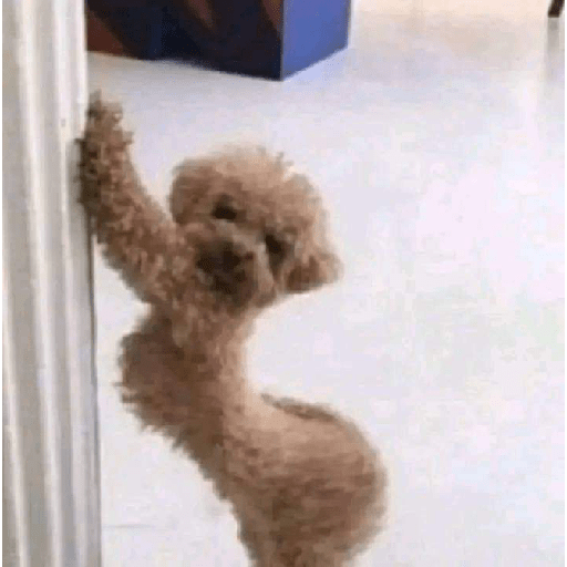 Yayaya 1