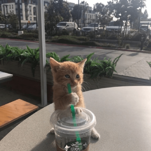 Gatti tristi e cute 30