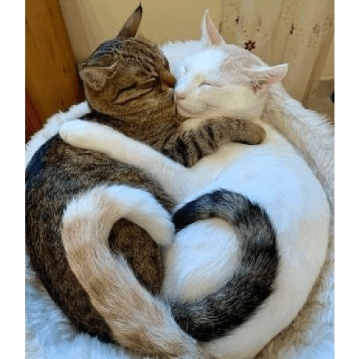 Gatti tristi e cute 28