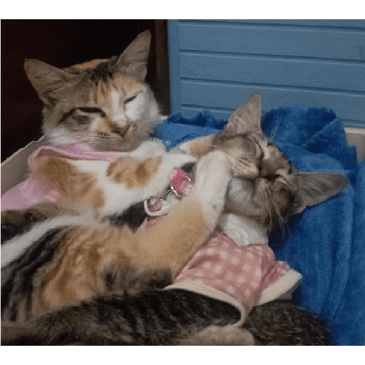 Kucing 7