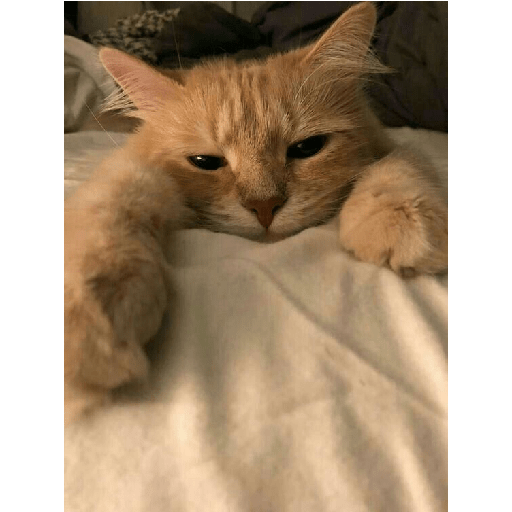Gatti tristi e cute 22