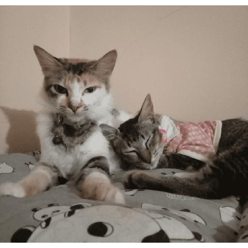 Kucing 8