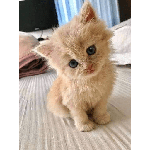 Gatti tristi e cute 23