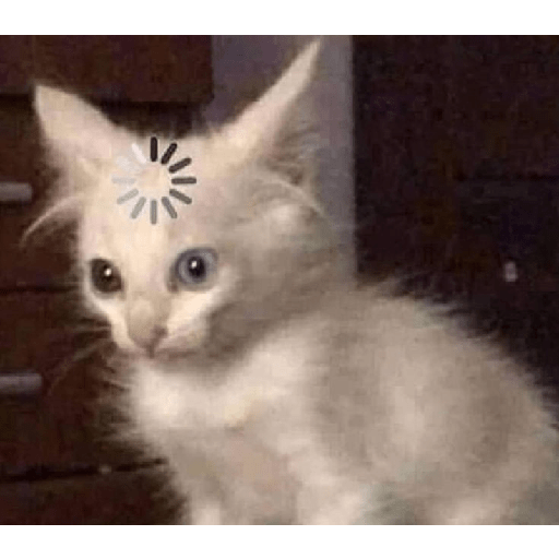 Gatti tristi e cute 21