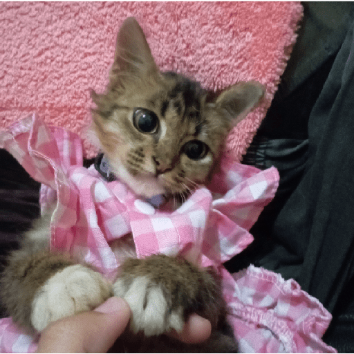 Kucing 30