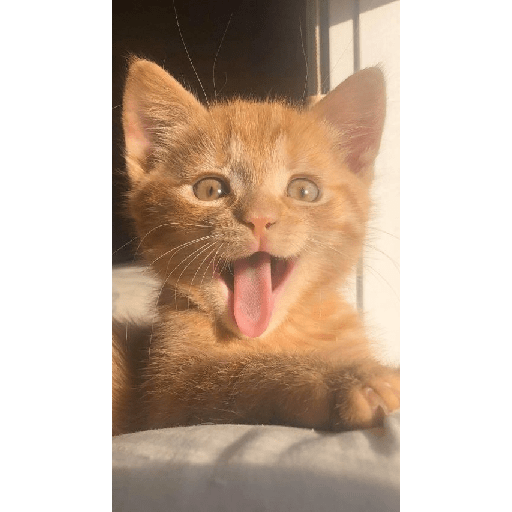 Gatti tristi e cute 26