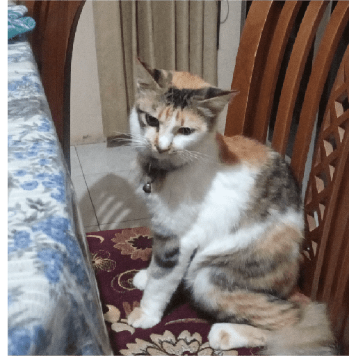 Kucing 5