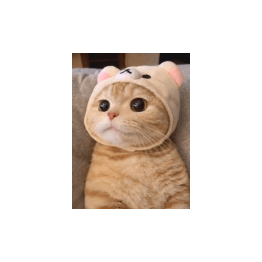 Gatti tristi e cute 29