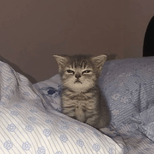 Gatti tristi e cute 24