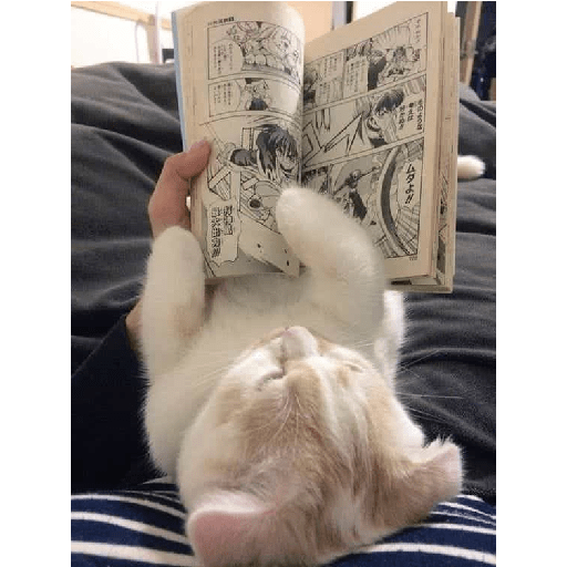 Gatti tristi e cute 17