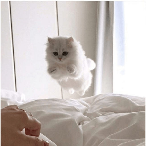 Gatti tristi e cute 27