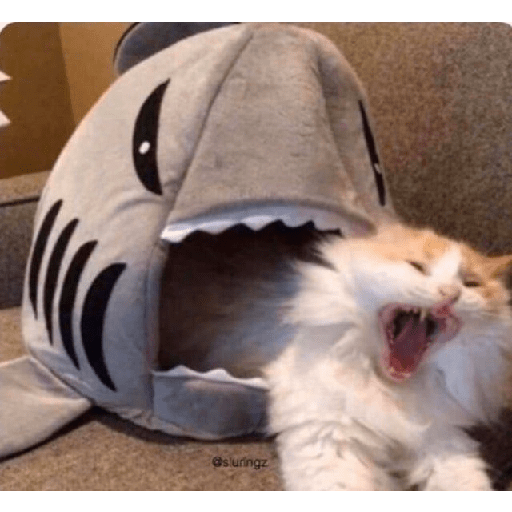 Gatti tristi e cute 16