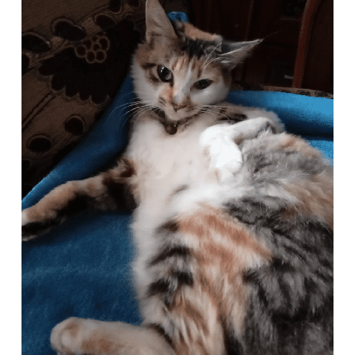 Kucing 6