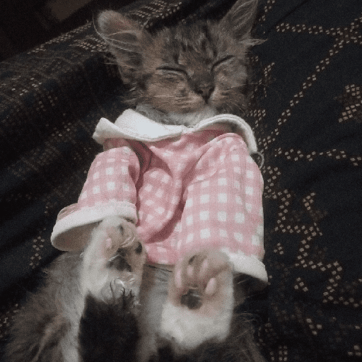 Kucing 9