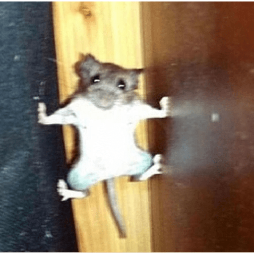 Gatinhos fofos 8